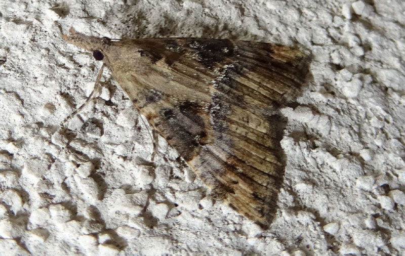 Hypena obsitalis - Erebidae